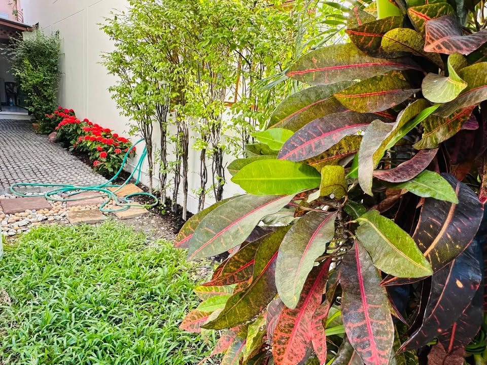 FOR RENT SINGLE HOUSE Sukhumvit 31, 5 bed house in Sukhumvit, Bangkok — photo 14