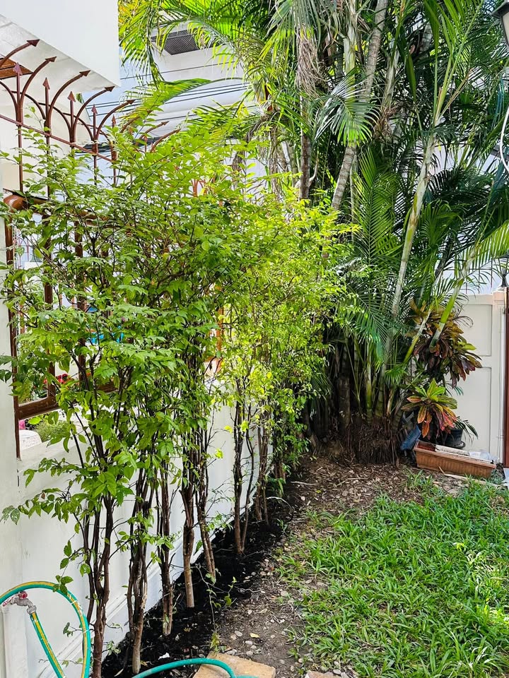 FOR RENT SINGLE HOUSE Sukhumvit 31, 5 bed house in Sukhumvit, Bangkok — photo 15